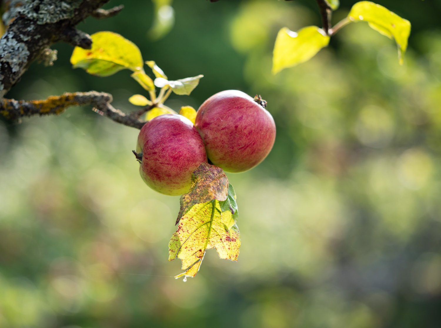 Celebrate Apple harvest
