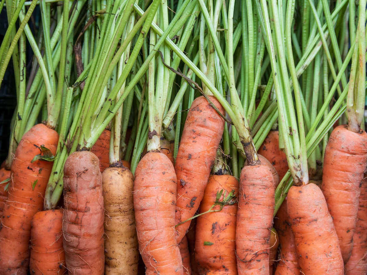 Homegrown carrots