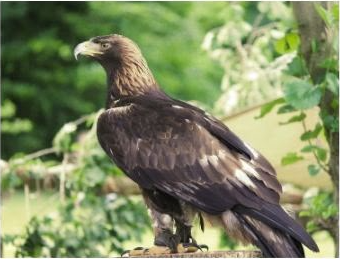 Golden Eagle
